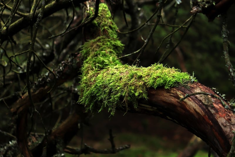 Enchanted Forest Centerpiece